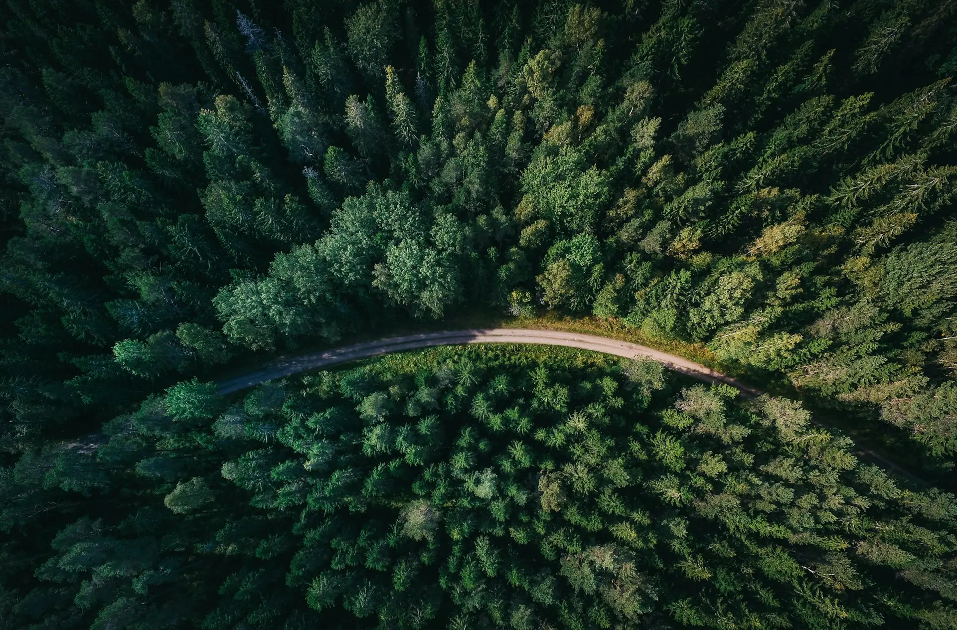 aerial shot of road surrounded by green trees